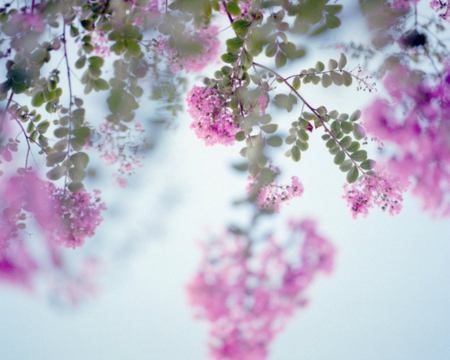 Beautiful Pink Flowers - flowers, petals, pink, bloom