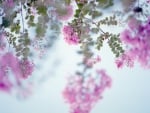 Beautiful Pink Flowers