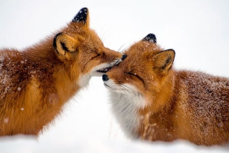 Wild foxes - abstract, winter, predators, fox, photography, wilderness, snow, wild animals, sweet, nature, cute, animals, wildlife, red fox, wild, wallpaper