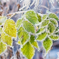 Green leaves in frost