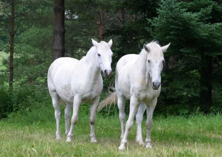 WHITE HORSES - nature, fields, White, Horses, animals