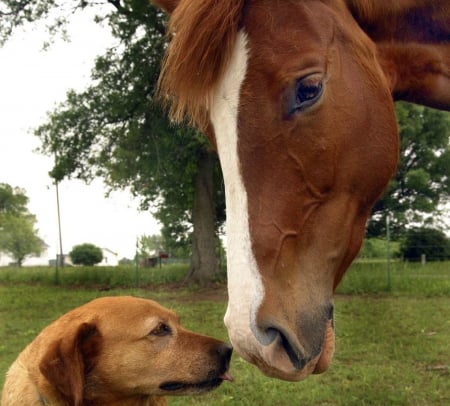 BEST FRIENDS - nature, horse, animals, dog, friends