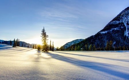 Fir Tree in a Snow Field - sunset, cold, landscape, shadows, morning, mountain