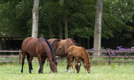 MOTHERS AND FOALS - horses, animals, foals, nature, mothers