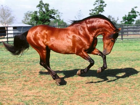 PLAYFUL HORSE - nature, fields, playful, horse, animals