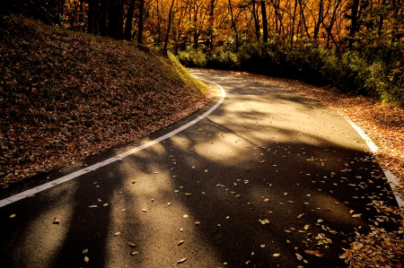 AUTUMN ROAD - nature, autumn, forest, leaves, road