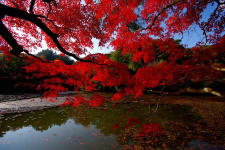 AUTUMN TREE - ttree, pond, autumn, lake, forest