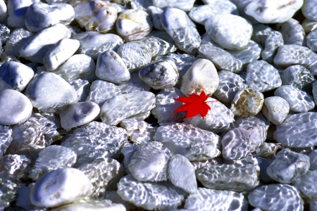 LAST DAYS of AUTUMN - float, water, autumn, leaf, maple