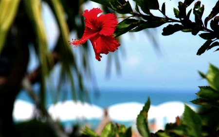 HIBISCUS - Hawaii, hibiscus, beach, red