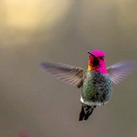 HUMMING BIRD