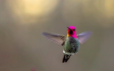 HUMMING BIRD - wings, adorable, bird, humming bird