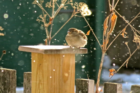 SNOW BIRDIE - winter, nature, bird, snow