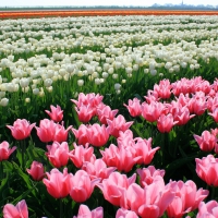 Field of tulips