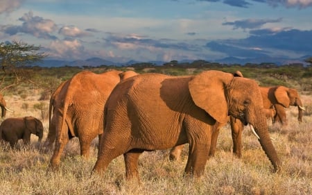 elephant herd - savannah, grass, elephant, sky