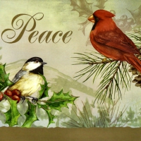 Songbirds Peace F1