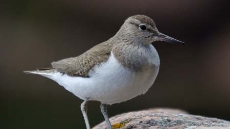 common sandpiper - common, rock, sandpiper, bird