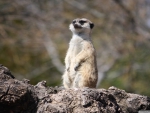 meerkat