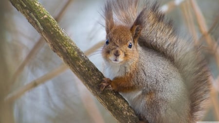 red squirrel - branch, red, tree, squirrel