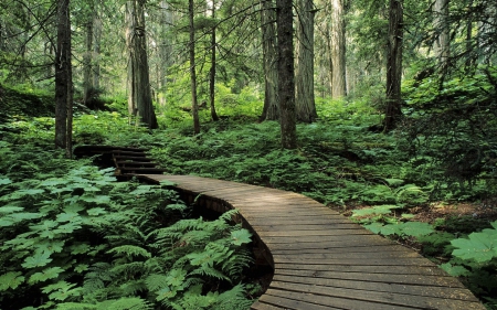 forest trail - trail, forest, ferns, steps