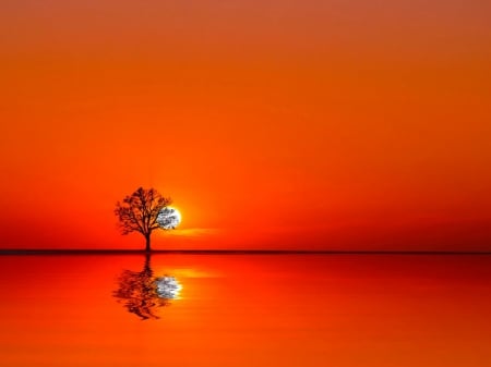 ♥ - reflection, orange, nature, tree