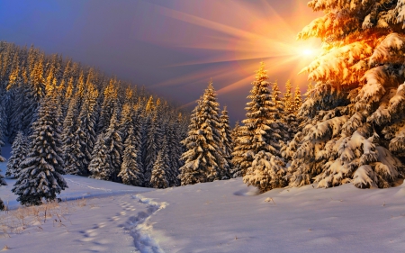 Winter Sunshine - winter, sunshine, trees, snow