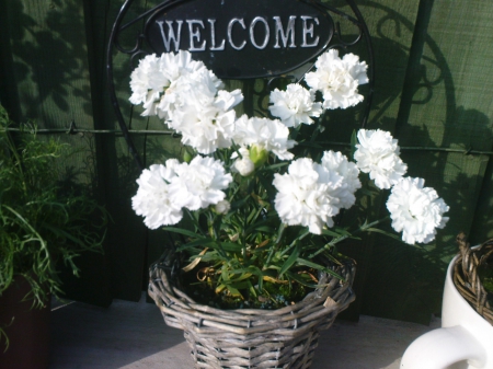 welcoming flowers - flowers, homely, white, welcome