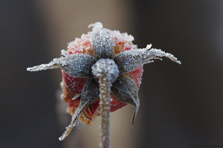 Cold and sad - pink, pink rose, flowers, sad, garden, frost, macro, seasons, abstract, close-up, winter, frosted, photography, frozen, nature, cold, rose, wallpaper, softness