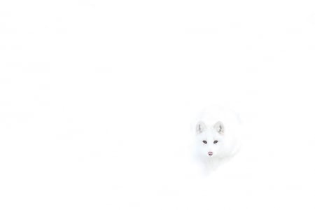 Amazing whiteness - animals, photography, predators, cute, wild animals, wildlife, arctic fox, winter, wallpaper, fox, nature, abstract, white fox, wilderness, wild, snow, sweet