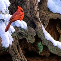 Winter Cardinals