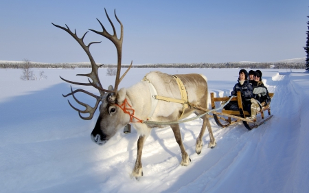 Fun in the snow - fun, winter, people, beautiful, road, snow, sledge, elk, white, animal, nature, awesome, cold, ride