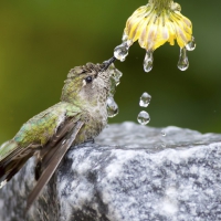 Humming-bird