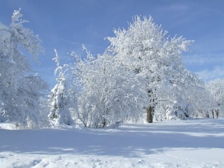 Winter scenery - nature, trees, snow, winter, scenery