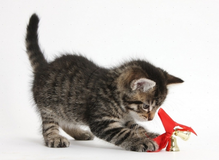 Christmas bell - kitten, cats, animals, playing, Christmas bell