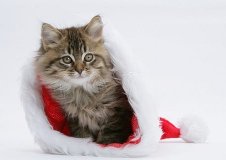 cute kitten in a Santa hat - cats, animals, santa hat, kitten