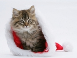 cute kitten in a Santa hat