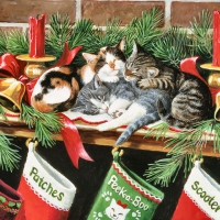 Stockings for the Kitties F1