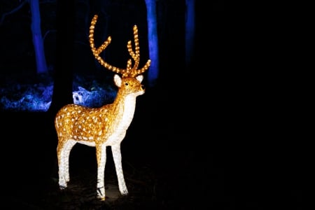 Illuminated Reindeer - Lights, Nature, Reindeers, Christmas, Illumination