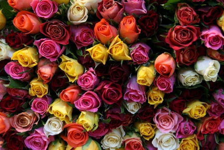 Roses - flowers, roses, amazing, colors