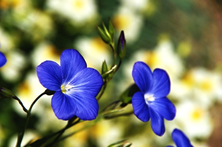 Amazing !! - flowers, beautiful, nature, blue