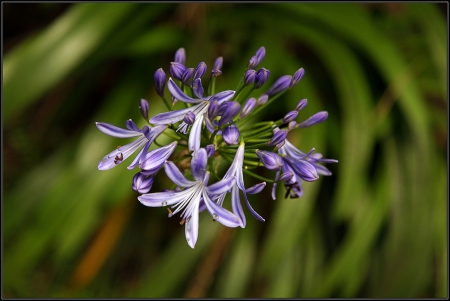 â™¥ - flowers, beautiful, purple, nature