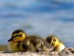 ducklings