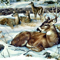 Winter Deer F2