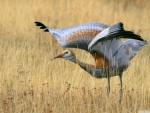 juvenile sandhill crane