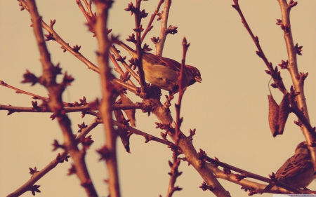 on tree - leaf, tree, bird, branch