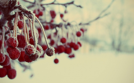 frozen berries - frozen, berries, ice, snow