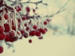 frozen berries