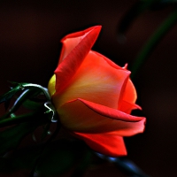 Orange Rose