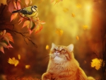 Autumn Cat