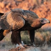 Australian Wedge Tailed Eagle