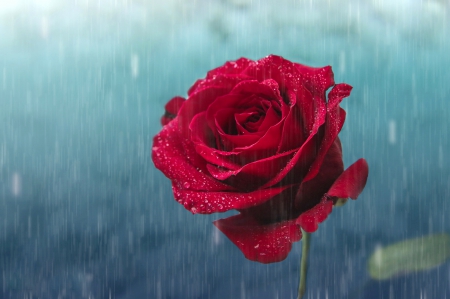 Gentle rain - rose, red, drops, rain